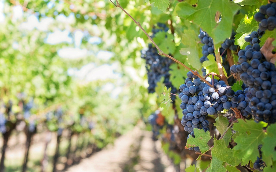 Eurecat desarrolla una tecnología de encapsulación para los nuevos productos sanitarios dirigidos a prevenir enfermedades de la viticultura